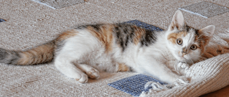 pellicules chez le chat
